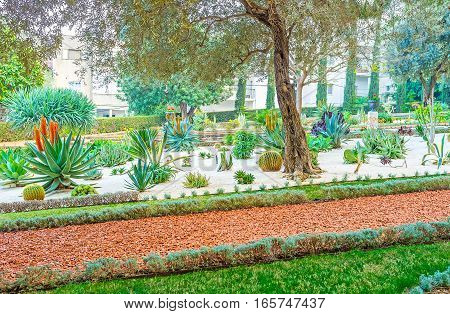 The Cactuses In Garden