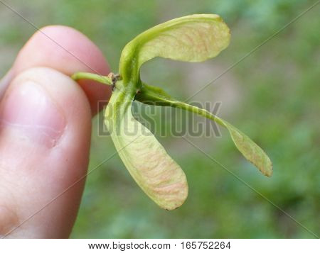 Picture of an unusual maple seed with three parts