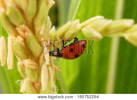 Picture of a seven-spot ladybird climbing on a plant