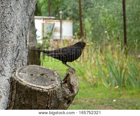 Picture of a blackbird standing on a woden stump