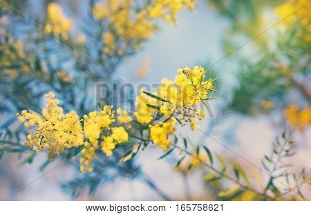 Australia Winter and spring golden yellow wildflowers Acacia