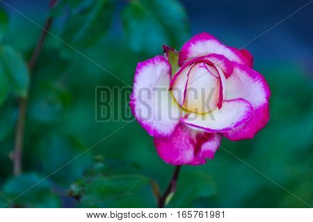 Pink rosa chinensis spring flower plant Japanese rose
