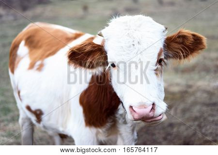 Brown and white little cow chewing and looking towars camera in Moldova