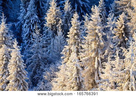 Spruces snowy tops in the firt sun rise.