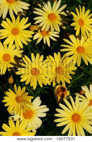 Gule blomster baggrund