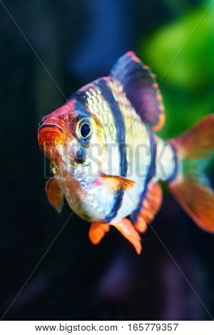 Aquarium Fish - Barbus Puntius Tetrazona