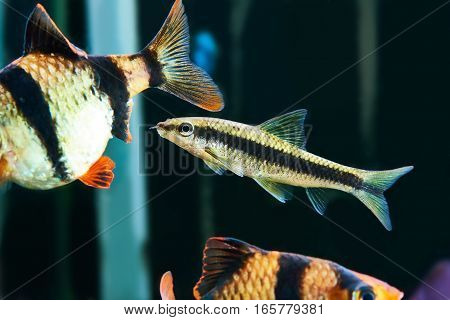 Aquarium Fishes - Barbus Puntius Tetrazona And Siamese Algae