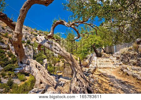 Old Olive Tees In Pustinja Blaca Hermitage