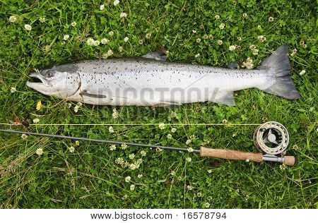 Grande salmão do Atlântico na margem do Rio