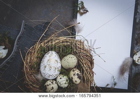 Oster Dekoration Mit Nest Und Ei Auf Dunklem Hintergrund