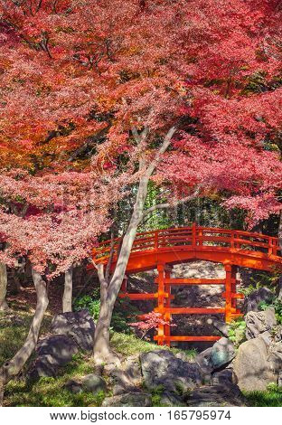 Japanese red bridge and red meple tree in autumn season at Japanese garden
