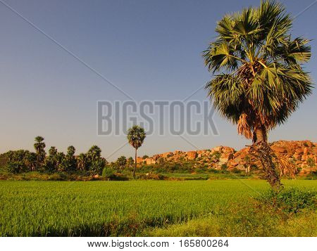 landscape india hampi field tree sky blue