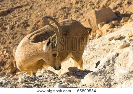 Nubian Ibex Goat Ramon Crater In Israel