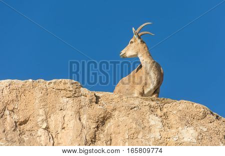 Nubian Ibex Goat Ramon Crater In Israel