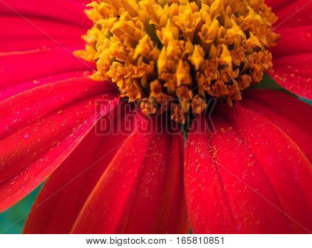 The Red Flower With Yellow Pollen At The Middle In The Garden