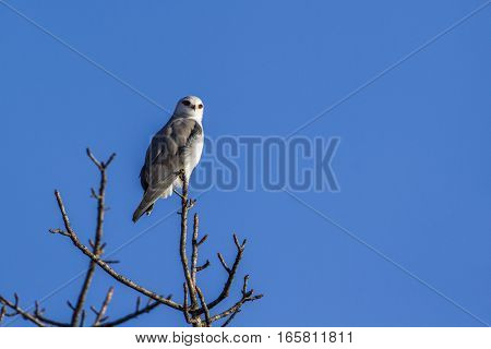 Black-shouldered kite isolated in blue sky ; Specie Elanus caeruleus family of Accipitridae
