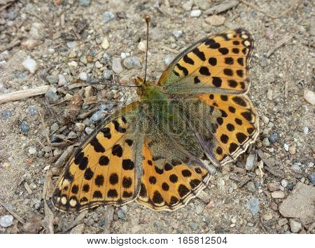 Picture of an orange butterfly sitting on ground