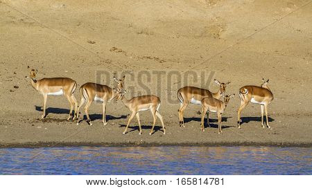 the bovidae family essay the bovidae family essay