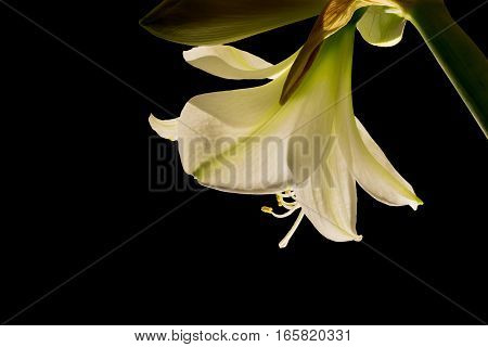 Close up of a single white amaryllis