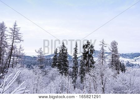 Mountains view with frozen forest and snow at resort town vatra dornei, bucovina, suceava, romania