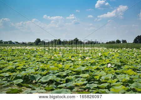 Lake Lotus (lat. Nelumbo nucifera) in the Krasnodar region