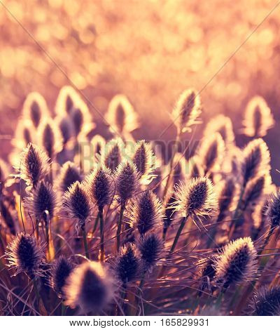 Plant cotton grass (Eriophorum vaginatum). Cotton grass during blooming in early spring at sunset background.