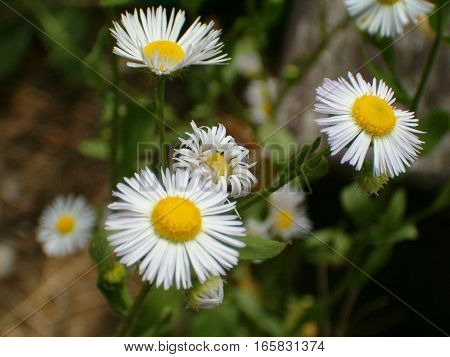Macro picture of a little white flower