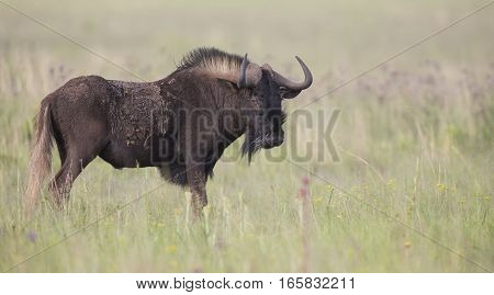 Black wildebeest male standing on an open grass plain