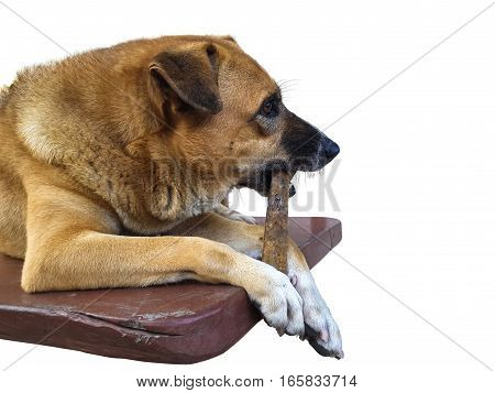 Big brown crossbreed dog lying chewing rawhide dogchew treat on wood plank isolated on white background.