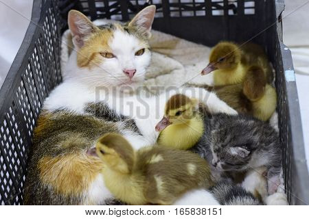 Cat foster mother for the ducklings. Cat in a basket with kitten and receiving musk duck ducklings.