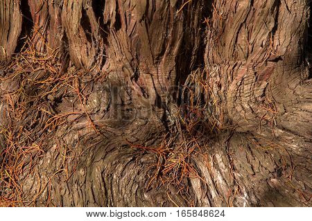 bizarre form of sequoia bark fibers. wood texture