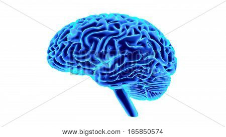 Human brain isolated on white background. 3D render