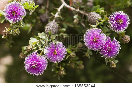 The Callistemon (Bottlebrush Tree) flowers are spherical like powder puffs purple in color with a white or yellow tip on each filament