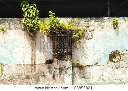 Small tree growing on wall over a window in Geroge Town, Penang