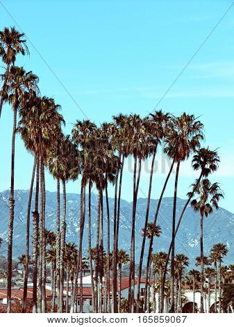 Palm group in Santa Barbara California -Vintage