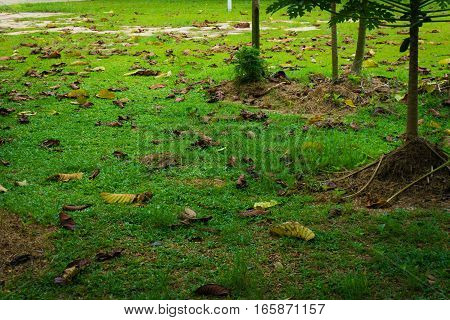Fallen dry leaves on the ground in a garden photo taken in Depok Indonesia java