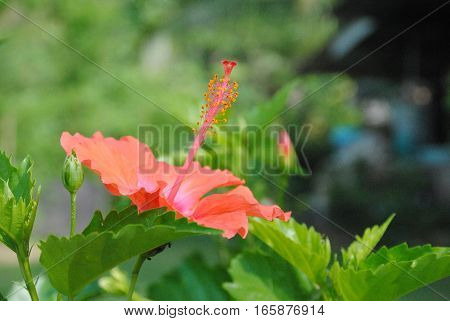 Close-up of blooming red hibiscus flowers. Selective focus