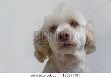 White dog portrait. French poodle white male.