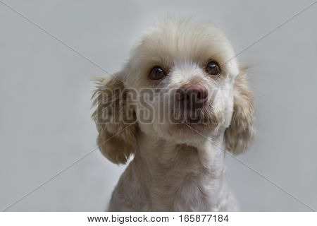White dog portrait. French poodle white male.