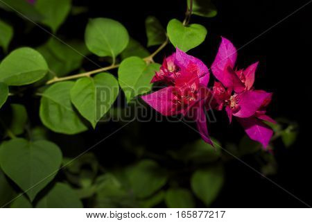Beautiful plant with leaves and flowers purple green and black background. Bougainvillea in black background.