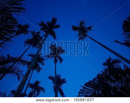 bottom view of betel palm tree or Manila Palm tree with dark blue sky background at dawn