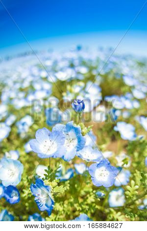 A very vast Nemophila plain in Ibaraki Hitachihama Beach Park