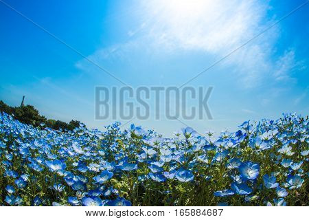 A very vast Nemophila plain in Ibaraki Hitachihama Beach Park