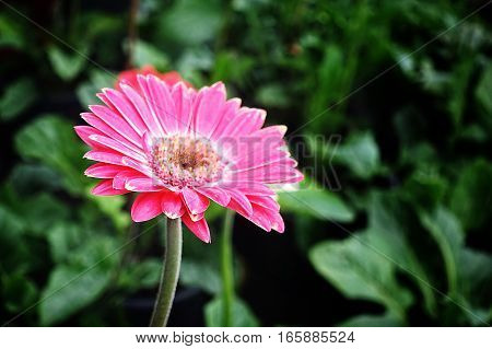 Pink red white Gerbera jamesonii in the garden