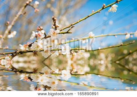 White Peach Blossom Flower, Plum Flower Or Peach Tree