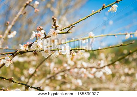 White Peach Blossom Flower, Plum Flower Or Peach Tree