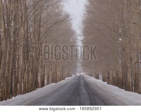 View of the highway in the winter of the avenue of high trees going lengthways