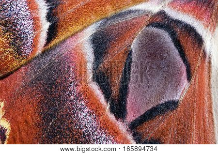 Close-up of a moth wing (Atlas moth)