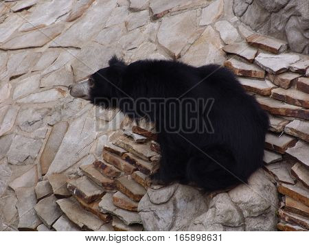 Asian black bears are close relatives to American black bears