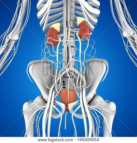 The kidneys are located in the abdominal cavity, more specifically in the paravertebral gutter and lie in a retroperitoneal position at a slightly oblique angle.